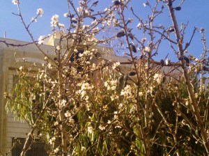 2015-02-06 Mandelbluete