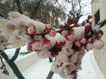 2015-02-20 hoffentlich ueberlebt das die Zierkirsche
