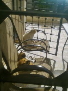 Nummer 1 &  2 eintraechtig beim Sonnen