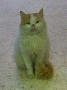 "Unsere" Nummer 1, aengstlich aber eine treue Seele