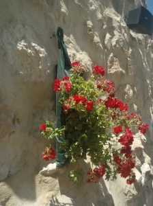 Die ganze Mauer entlang wachsen die Geranien direkt aus der mit Erde gefuellten Tuete