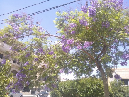 Jacaranda, noch mit alten Fruchtkapseln