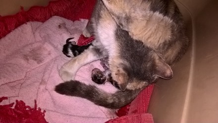 WP_20170403_15_31_05_Pro_LI