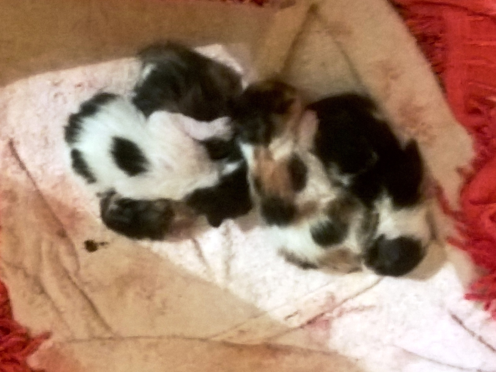 WP_20170403_18_45_22_Pro_LI