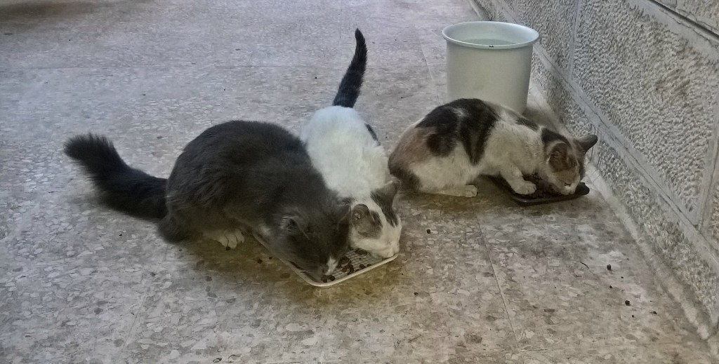 WP_20170405_07_17_13_Pro_LI